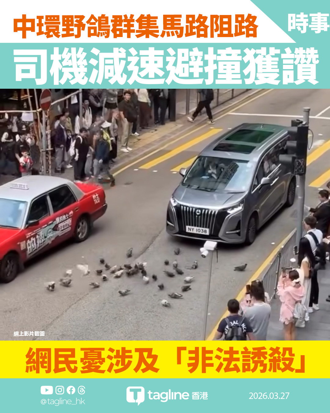 中環野鴿群集馬路阻路 司機減速避撞獲讚 網民憂涉及「非法誘殺」