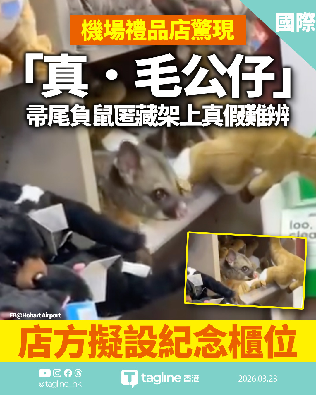 霍巴特機場禮品店現活負鼠 蜷縮玩具架與商品真假難分