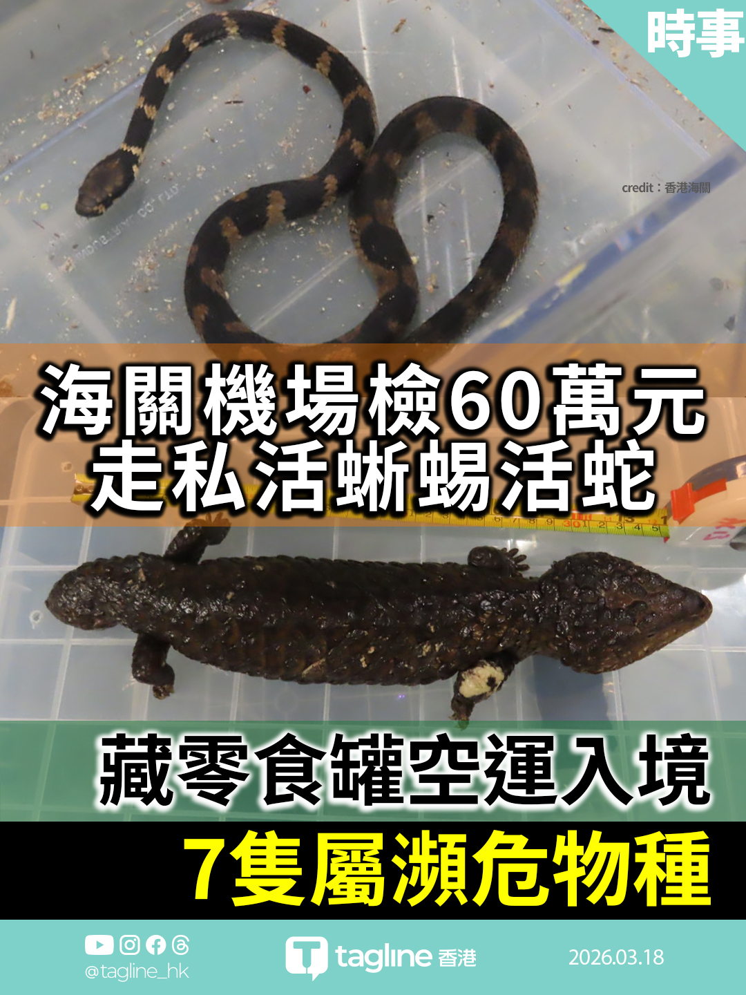 海關機場檢60萬元走私活蜥蜴活蛇 藏零食罐空運入境 7隻屬瀕危物種