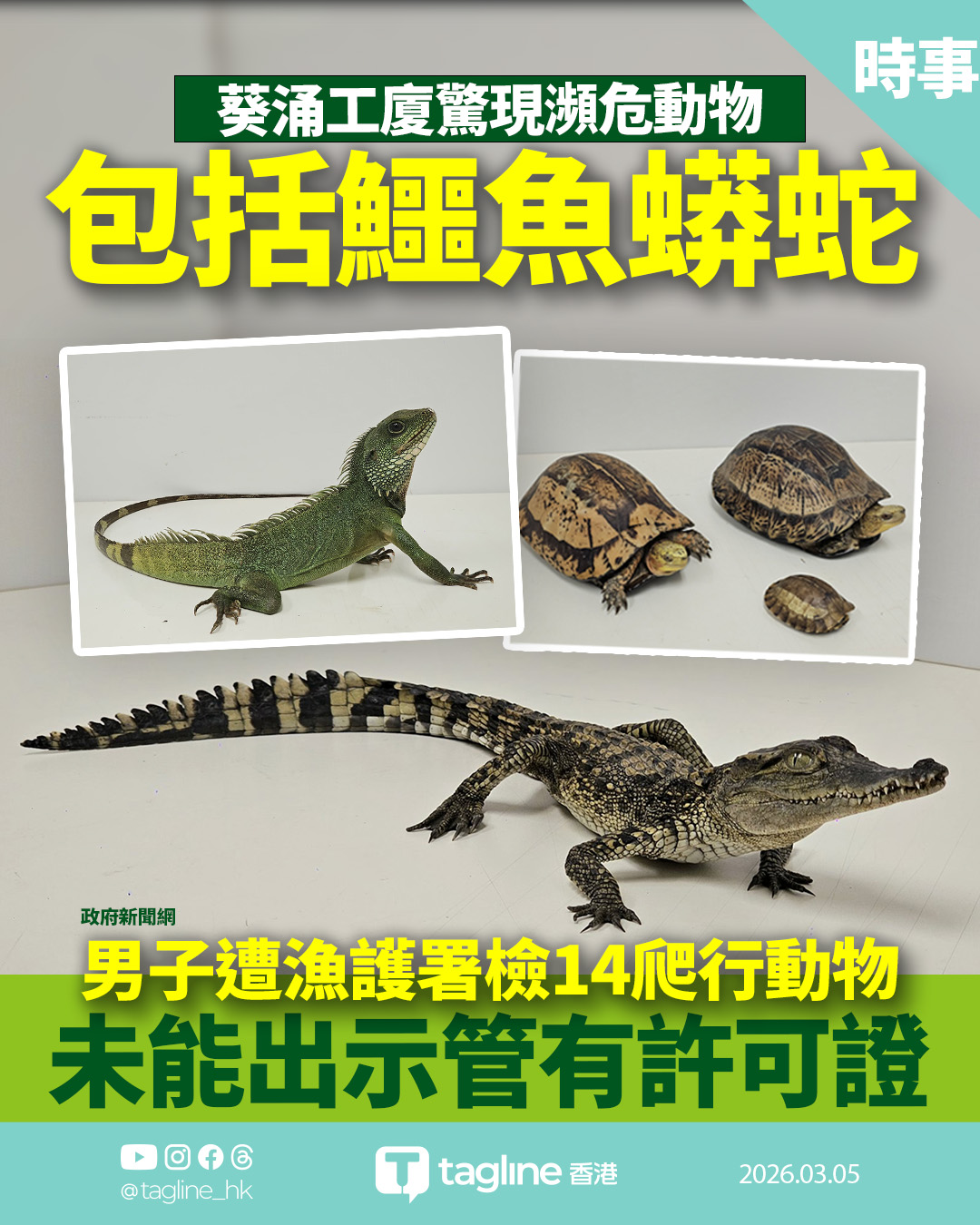 葵涌工廈非法養爬行動物 漁護署檢14隻瀕危爬行類 包括鱷魚及岩鬣蜥