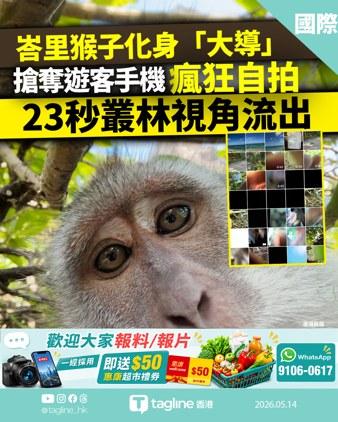 峇里猴子化身「大導」！搶奪遊客手機瘋狂自拍 23秒叢林視角流出