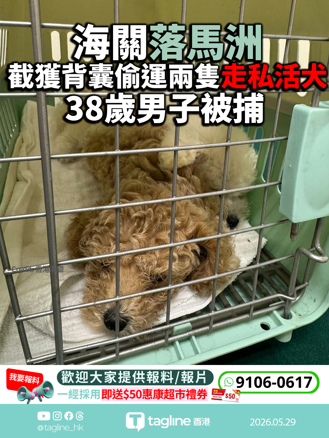 海關落馬洲截獲走私活犬 38歲男子涉非法進口被捕
