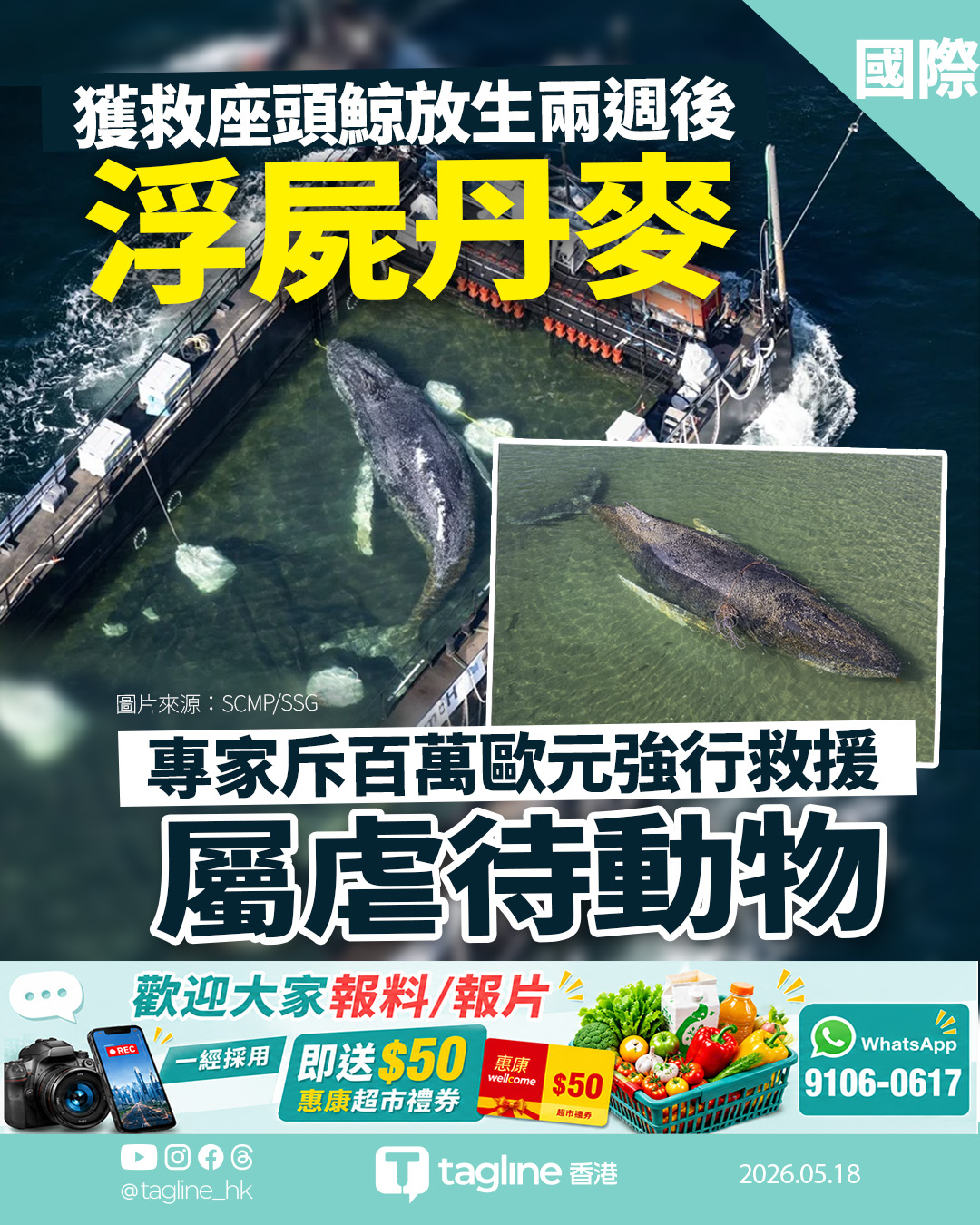 擱淺座頭鯨獲救兩周後浮屍丹麥 專家斥百萬歐元強行救援屬虐待動物