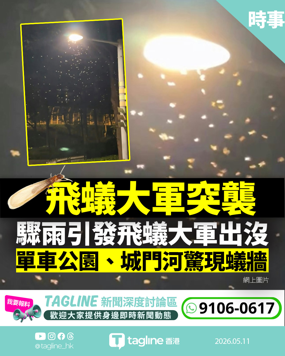 將軍澳沙田漫天飛蟻極恐怖 街坊驚呼：千萬不要開窗！