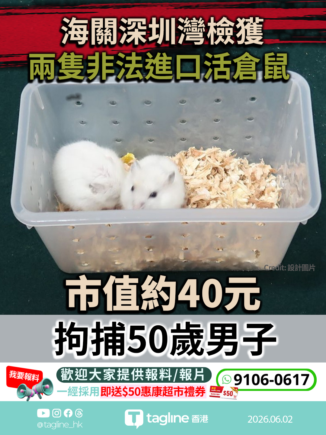 海關深圳灣檢獲兩隻非法進口活倉鼠 市值約40元 拘捕50歲男子