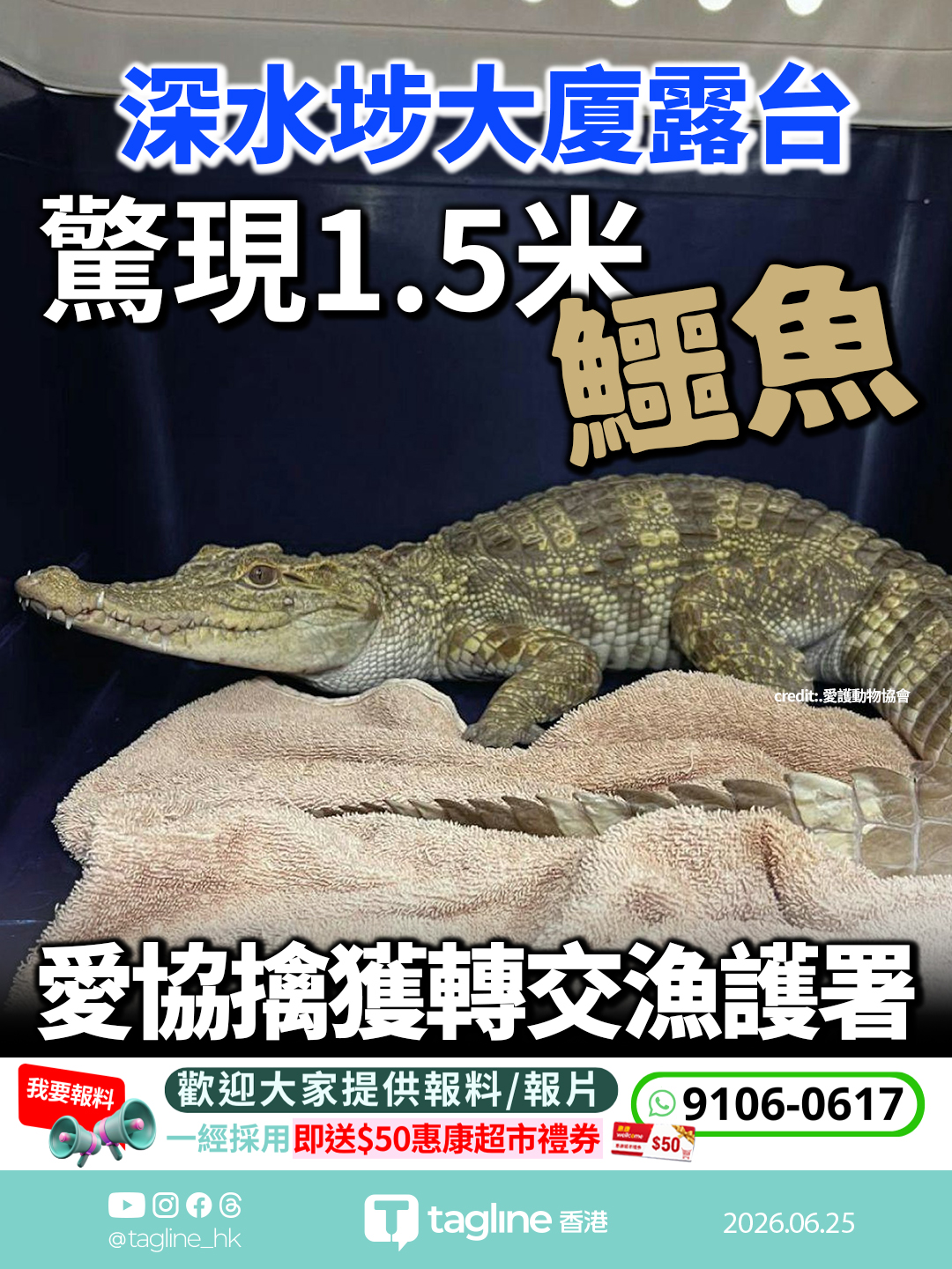 深水埗大廈露台驚現1.5米暹羅鱷 愛協擒獲轉交漁護署 街坊憂心：養大咗有殺傷性！