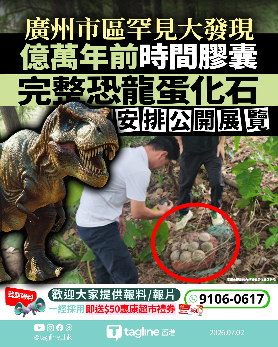 廣州城區罕見發現完整恐龍蛋化石 將作科普展示