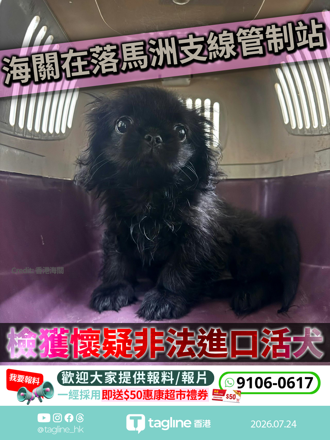 海關在落馬洲支線管制站檢獲懷疑非法進口活犬