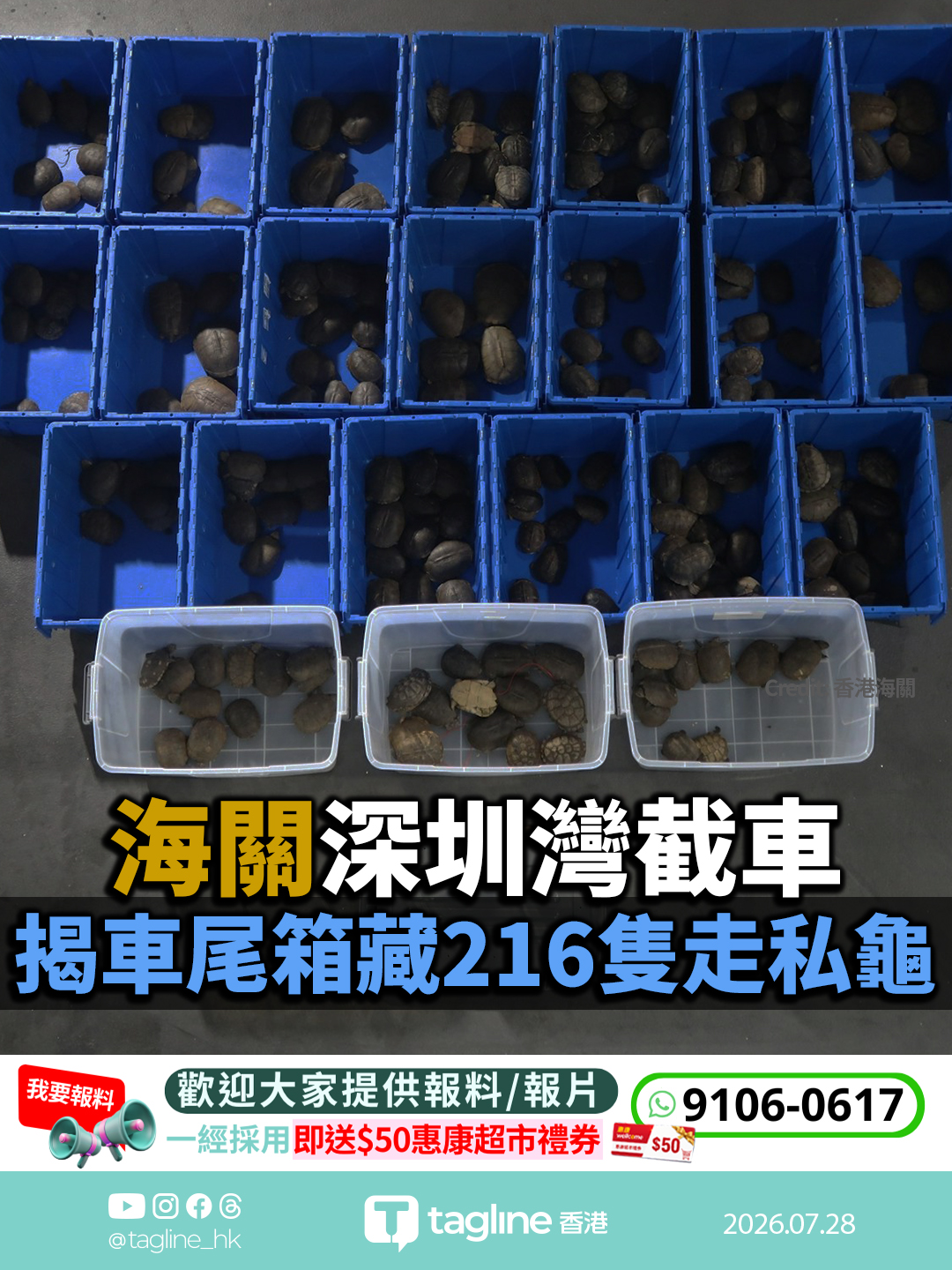 海關深圳灣截車 揭車尾箱藏216隻走私龜