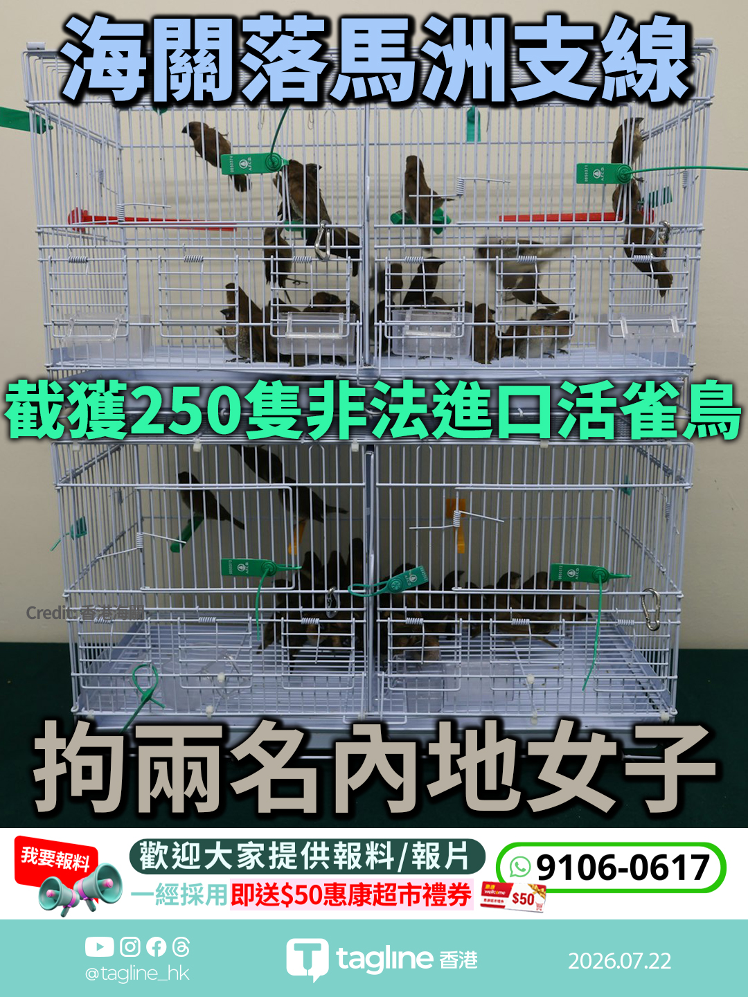 海關落馬洲支線截獲250隻非法進口活雀鳥 拘兩名內地女子