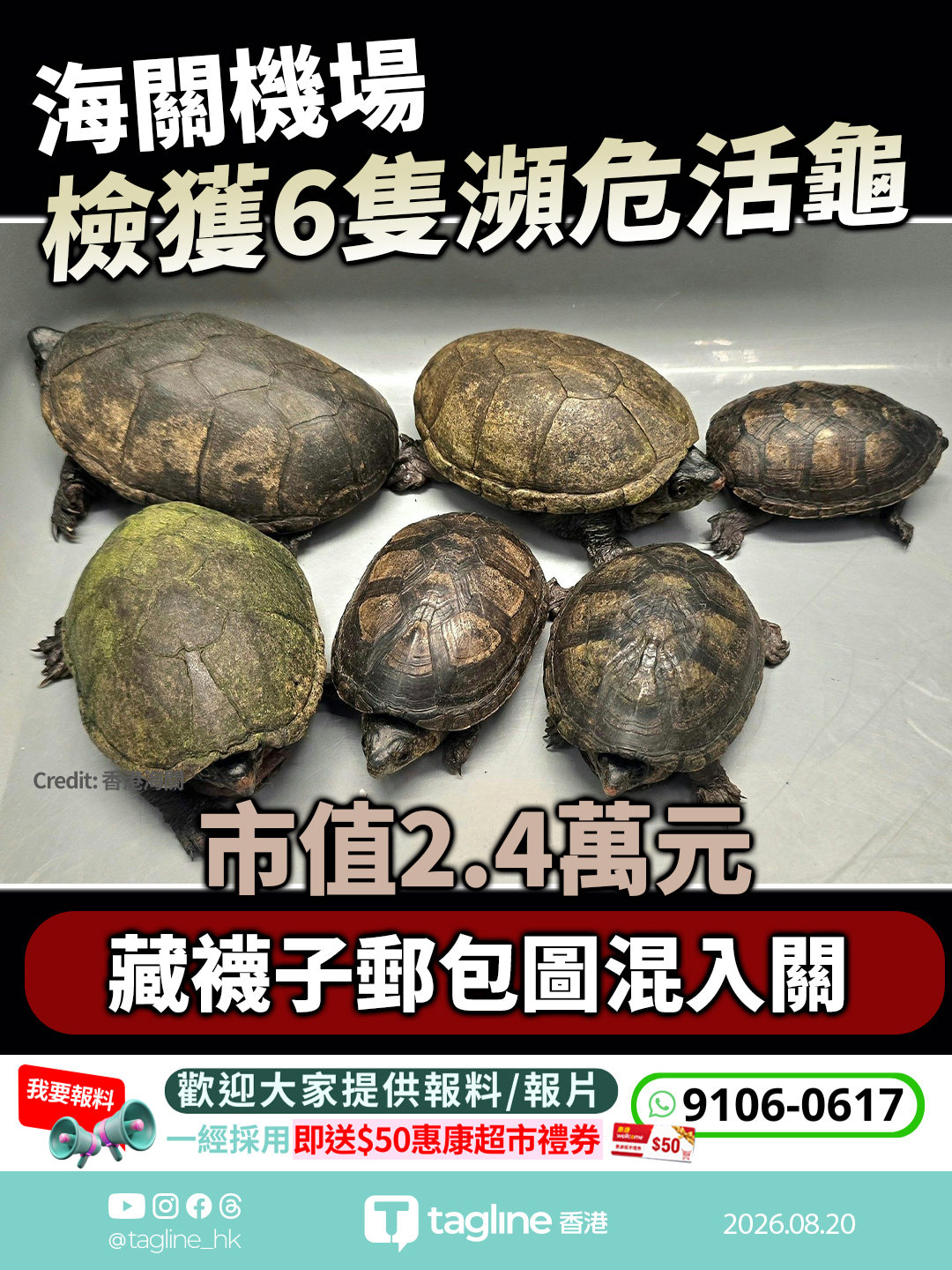 海關機場檢獲6隻瀕危活龜 市值2.4萬元 藏襪子郵包圖混入關