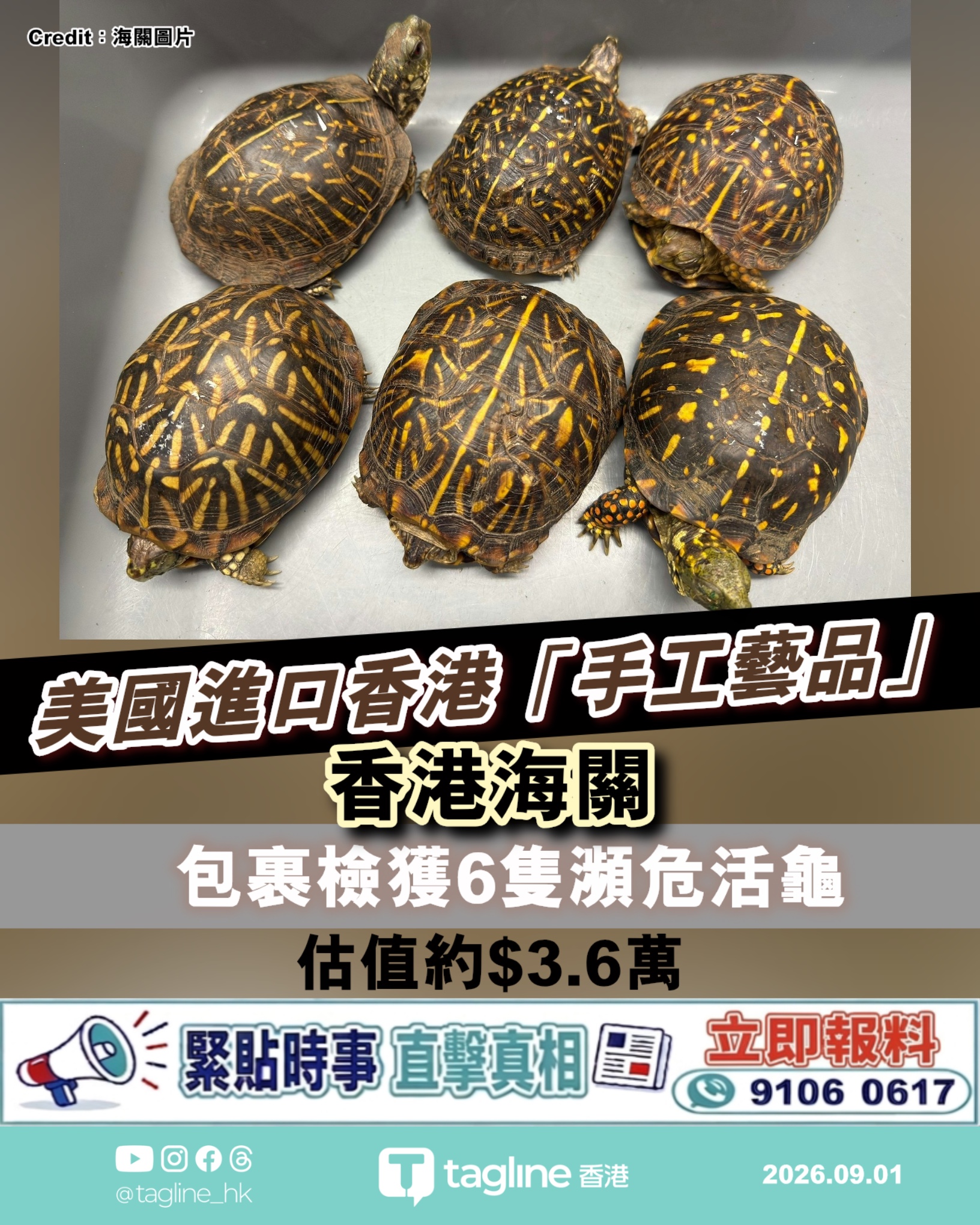 香港海關機場美國進口「手工藝品」 檢獲6隻瀕危活龜 估值約$3.6萬