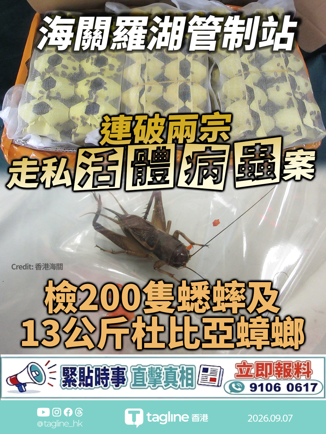 海關羅湖管制站連破兩宗走私活體病蟲案 檢200隻蟋蟀及13公斤杜比亞蟑螂 拘一男一女