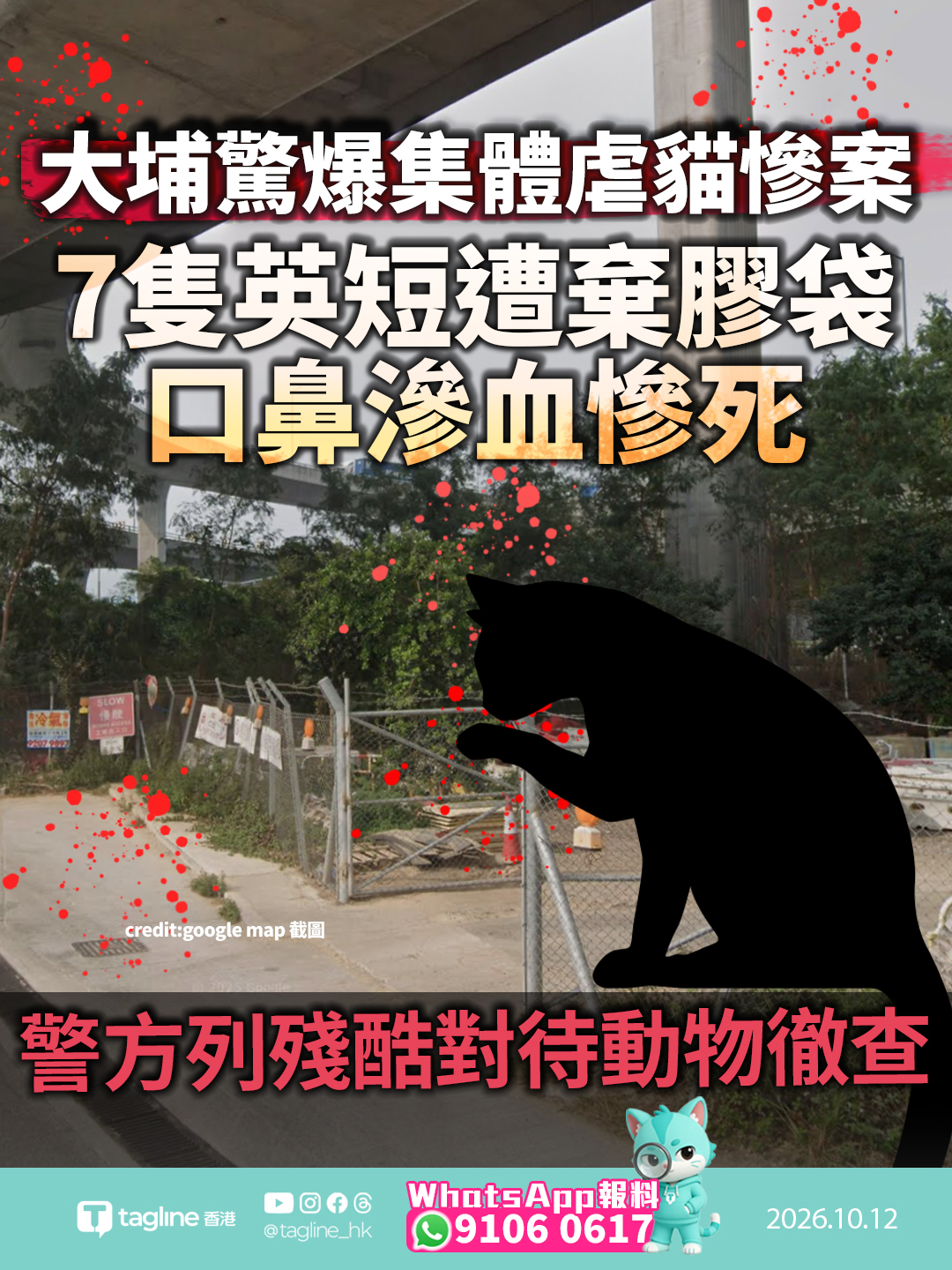 大埔驚爆集體虐貓慘案 7隻英短遭棄膠袋口鼻滲血慘死警方列殘酷對待動物徹查