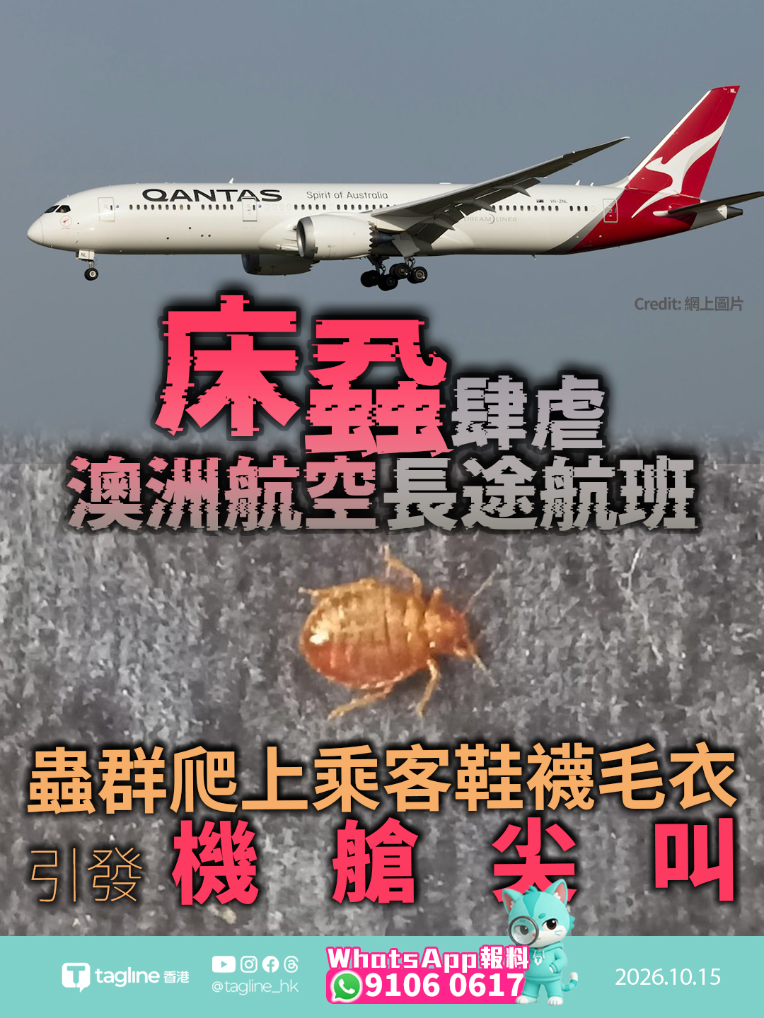 床蝨肆虐澳洲航空長途航班 蟲群爬上乘客鞋襪毛衣引發機艙尖叫客機降落羅馬後緊急停飛深層清潔 澳航致歉並承諾實施每50日定期消毒