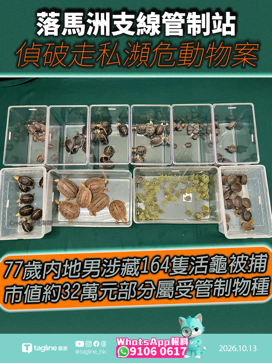 落馬洲支線管制站偵破走私瀕危動物案 77歲內地男涉藏164隻活龜被捕市值約32萬元部分屬受管制物種 海關與漁護署正深入跟進